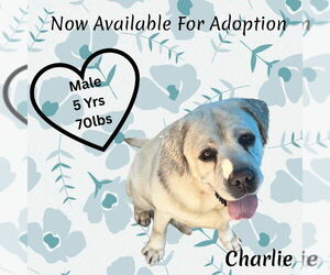 Labrador Retriever Dogs for adoption in San Diego, CA, USA
