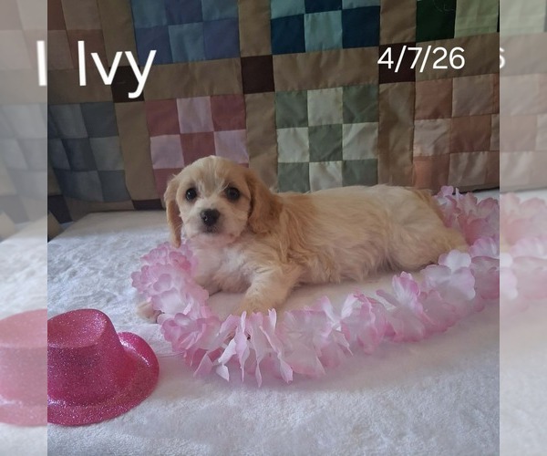 Medium Photo #3 Cavachon Puppy For Sale in MOUNT PLEASANT, MI, USA