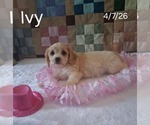 Small #2 Cavachon