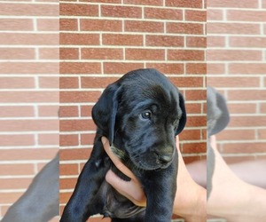 Golden Retriever-Unknown Mix Dog for Adoption in LOUDONVILLE, Ohio USA