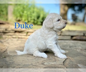 Aussiedoodle-Poodle (Miniature) Mix Puppy for sale in CONWAY, MO, USA