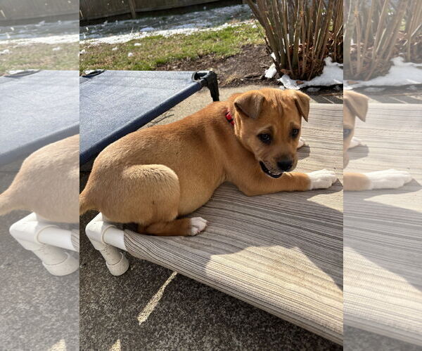 Medium Photo #8 Mutt Puppy For Sale in Holly Springs, NC, USA