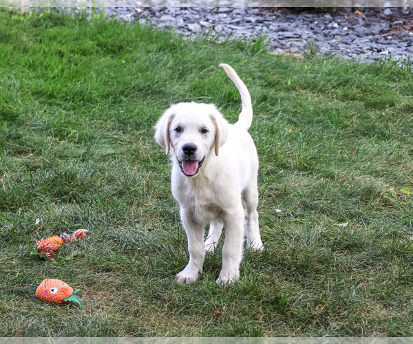 Medium Photo #3 Golden Retriever Puppy For Sale in SYRACUSE, IN, USA