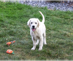 Turbo - Male Golden Retriever Puppy for Sale - Photo #3