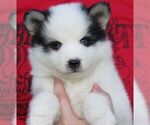 Small Photo #1 Alaskan Klee Kai Puppy For Sale in SEBRING, FL, USA