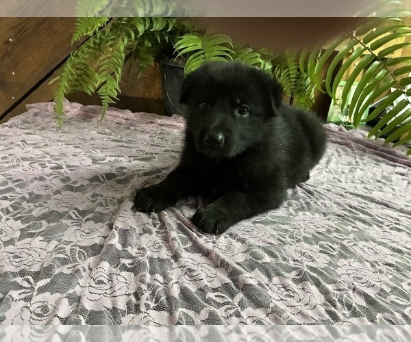 Medium Photo #2 German Shepherd Dog Puppy For Sale in FORDLAND, MO, USA