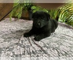 Small #1 German Shepherd Dog