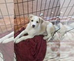 Small Photo #4 Aussiedor Puppy For Sale in SHERBURNE, NY, USA