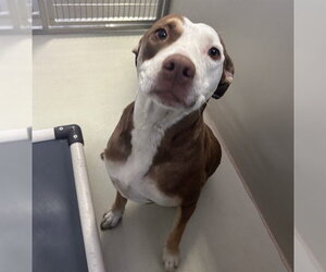 Mutt Dogs for adoption in Bakersfield, CA, USA