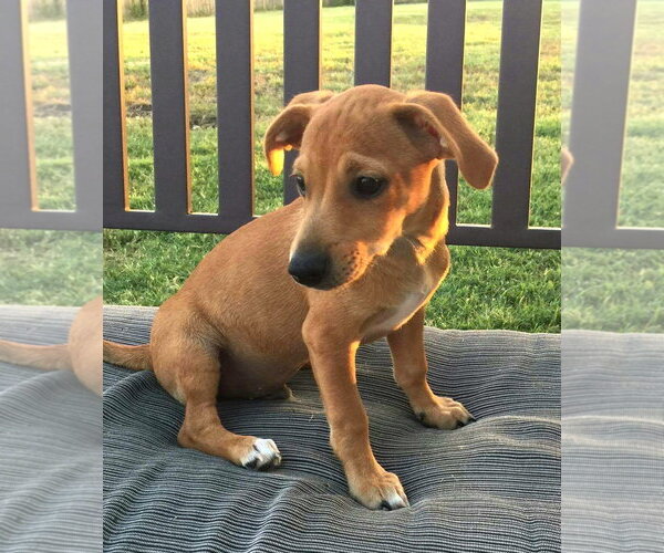 Medium Photo #31 Chiweenie Puppy For Sale in San Antonio, TX, USA
