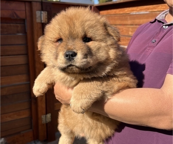 Medium Photo #5 Chow Chow Puppy For Sale in SAN DIEGO, CA, USA