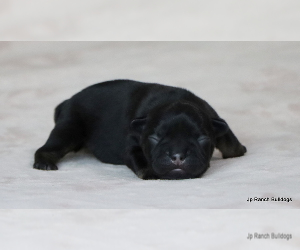 Medium Photo #29 French Bulldog Puppy For Sale in WINNSBORO, TX, USA
