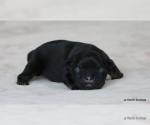 Medium French Bulldog