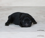 Puppy Cody French Bulldog