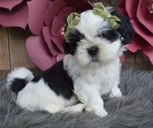 Shih Tzu Puppy for sale in HONEY BROOK, PA, USA