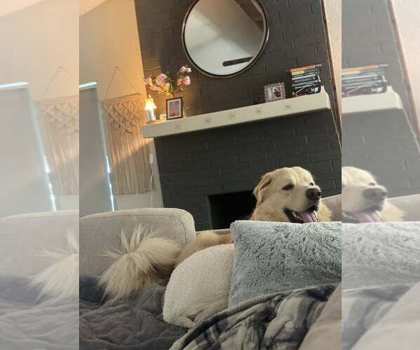 Medium Photo #4 Great Pyrenees Puppy For Sale in Dallas, TX, USA