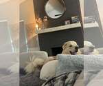 Small #3 Great Pyrenees