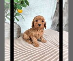 Small #2 Cavapoo (Standard)