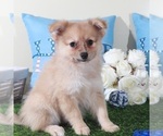 Small #2 Pomeranian