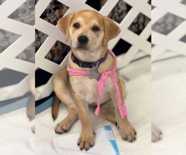 Medium Photo #37 Retriever -Unknown Mix Puppy For Sale in Holly Springs, NC, USA