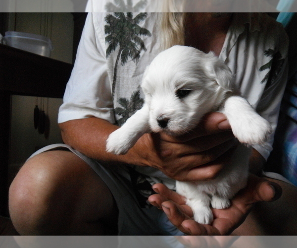 Medium Photo #6 Coton de Tulear Puppy For Sale in COLUMBIA, MO, USA