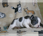 Small Photo #17 French Bulldog Puppy For Sale in SPOKANE, WA, USA