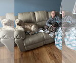 Small #2 Poodle (Standard) Mix