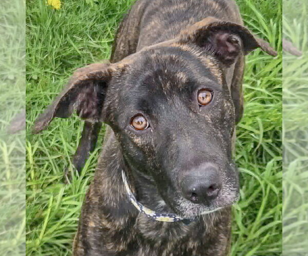 Medium Photo #4 Holland Shepherd-Unknown Mix Puppy For Sale in Huntley, IL, USA