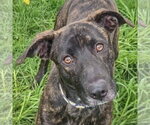 Small #3 Holland Shepherd Mix