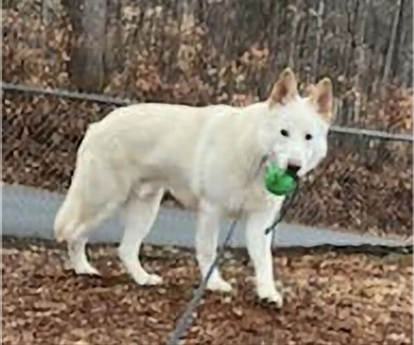 Medium Photo #3 Gerberian Shepsky Puppy For Sale in Winston Salem, NC, USA