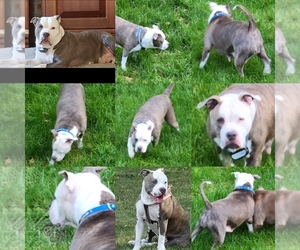 Mother of the American Bully puppies born on 03/18/2022