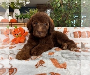 Labradoodle Puppy for sale in GREENFIELD, IN, USA