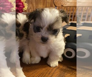 Shih Tzu Puppy for sale in MCALESTER, OK, USA