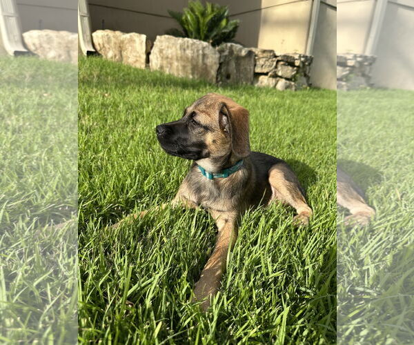 Medium Photo #2 Mutt Puppy For Sale in Pipe Creek, TX, USA