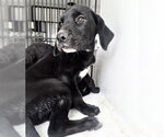 Small #1 Labrador Retriever