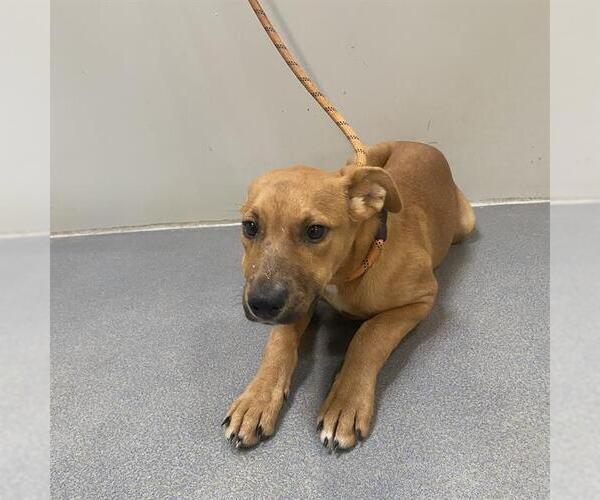 Medium Photo #2 American Pit Bull Terrier-Labrador Retriever Mix Puppy For Sale in Modesto, CA, USA
