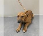 Small #1 American Pit Bull Terrier-Labrador Retriever Mix