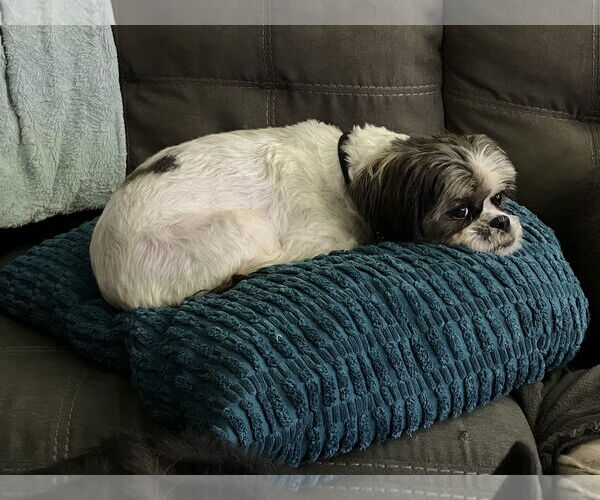 Medium Photo #6 Shih Tzu-Unknown Mix Puppy For Sale in Farmington, MN, USA