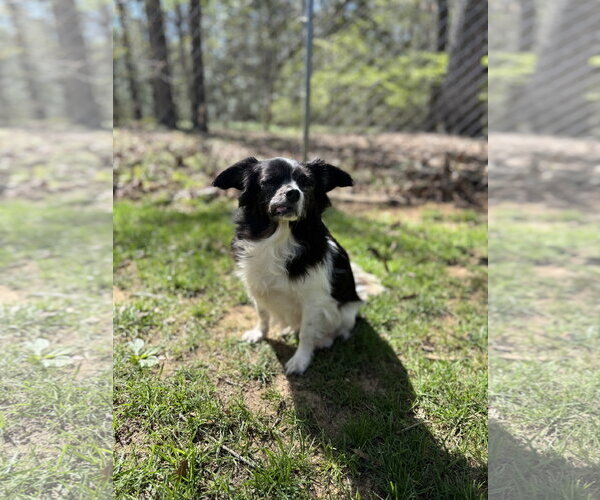Medium Photo #1 Mutt Puppy For Sale in Thomasville, NC, USA