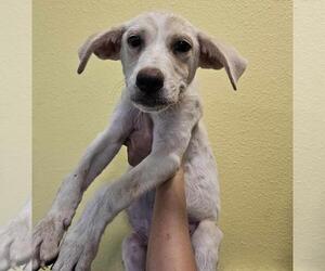 Great Pyrenees-Unknown Mix Dogs for adoption in Rockwall, TX, USA