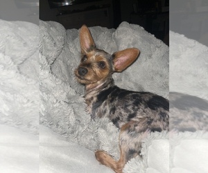 Dorkie Puppy for sale in VIRGINIA BEACH, VA, USA