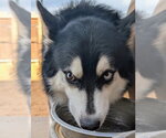 Small #1 Siberian Husky
