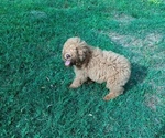 Puppy Callie Goldendoodle-Poodle (Standard) Mix