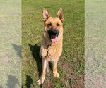 Small #2 German Shepherd Dog