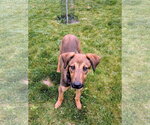 Small #10 Doberman Pinscher Mix