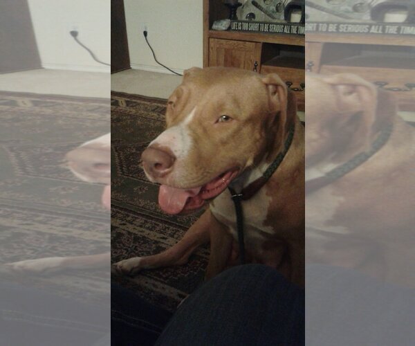 Medium Photo #8 American Pit Bull Terrier Puppy For Sale in Royse City, TX, USA