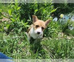 Small Photo #6 Pembroke Welsh Corgi Puppy For Sale in WINDSOR, CO, USA