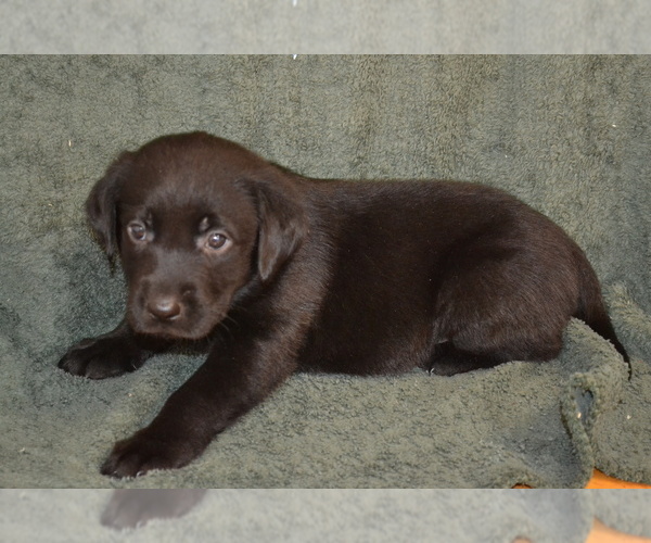 Medium Photo #1 Labrador Retriever Puppy For Sale in GREENWOOD, WI, USA