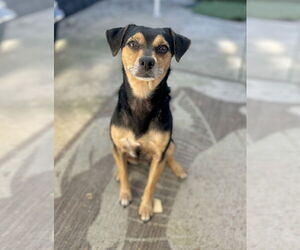 Chihuahua-Unknown Mix Dogs for adoption in Newport Beach, CA, USA