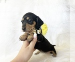Small #5 Dachshund